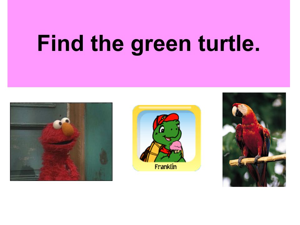 Find the green turtle.