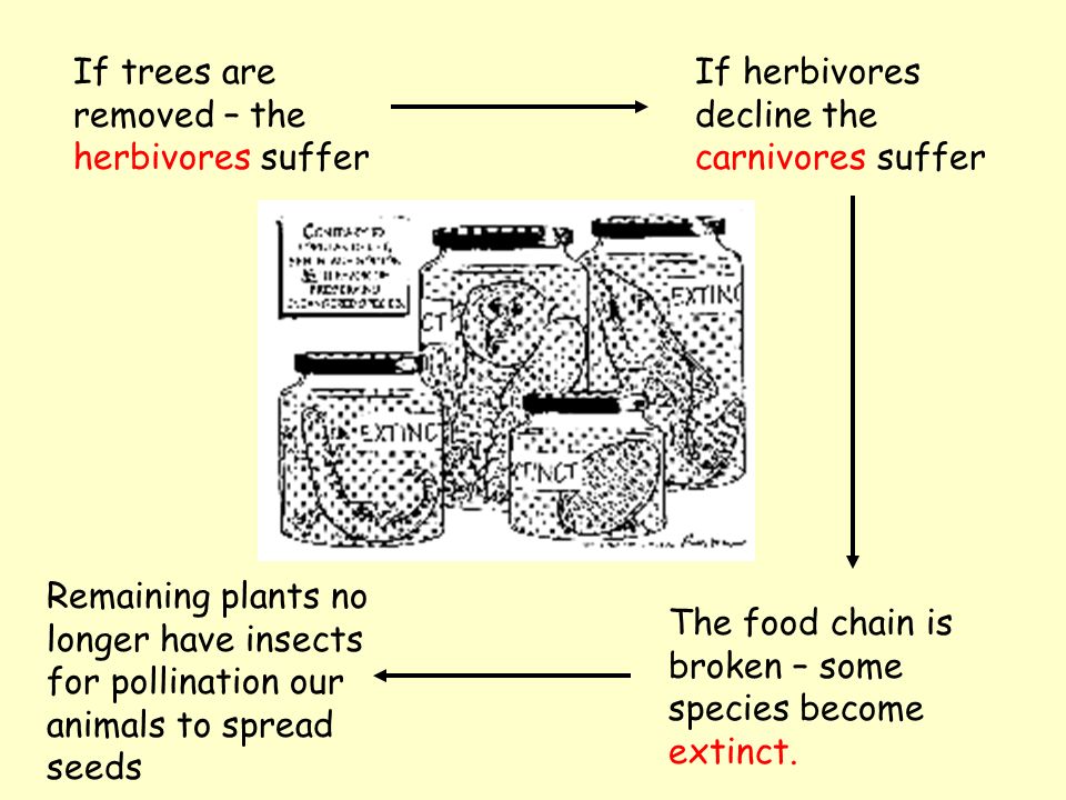 Food ChainThe rainforest ecosystem has great biodiversity The rainforest ecosystem has great fragility All species are interconnected Changes have knock on effects