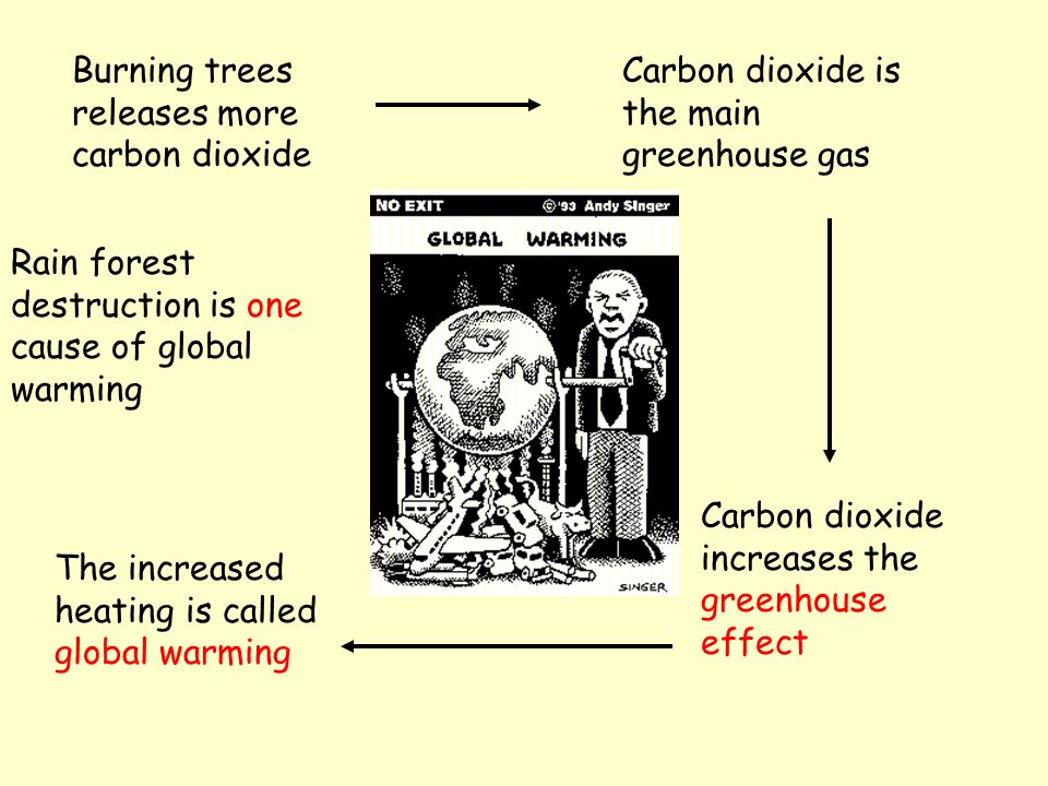 Carbon Dioxide in atmosphere Trees absorb carbon dioxide in photosynthesis Trees release oxygen Forests nicknamed the lungs of the world.