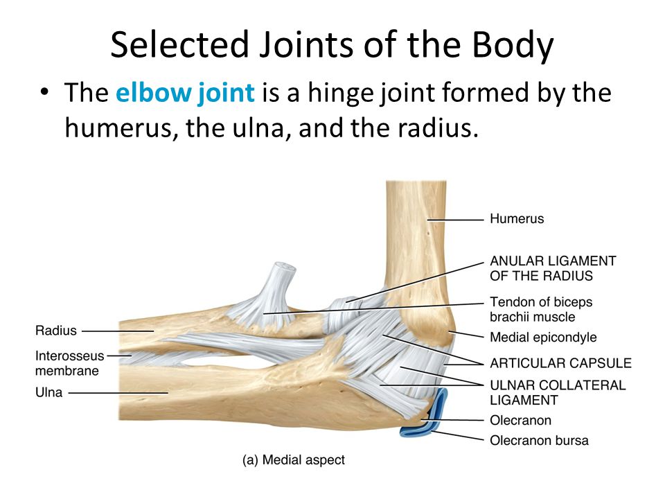selected joints of the body the shoulder joint is a ball and socket the humerus radius and what form the elbow joint