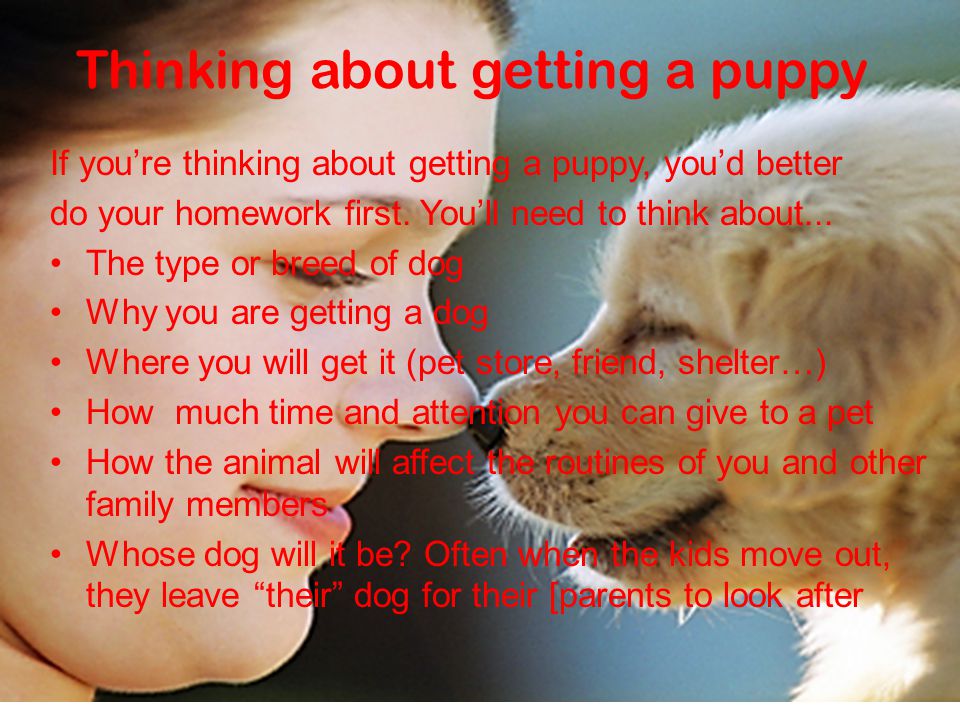 Thinking about getting a puppy If you’re thinking about getting a puppy, you’d better do your homework first.