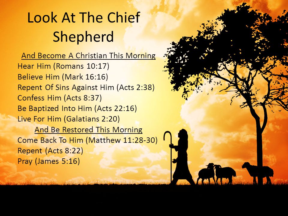 Look At The Chief Shepherd And Become A Christian This Morning Hear Him (Romans 10:17) Believe Him (Mark 16:16) Repent Of Sins Against Him (Acts 2:38) Confess Him (Acts 8:37) Be Baptized Into Him (Acts 22:16) Live For Him (Galatians 2:20) And Be Restored This Morning Come Back To Him (Matthew 11:28-30) Repent (Acts 8:22) Pray (James 5:16)