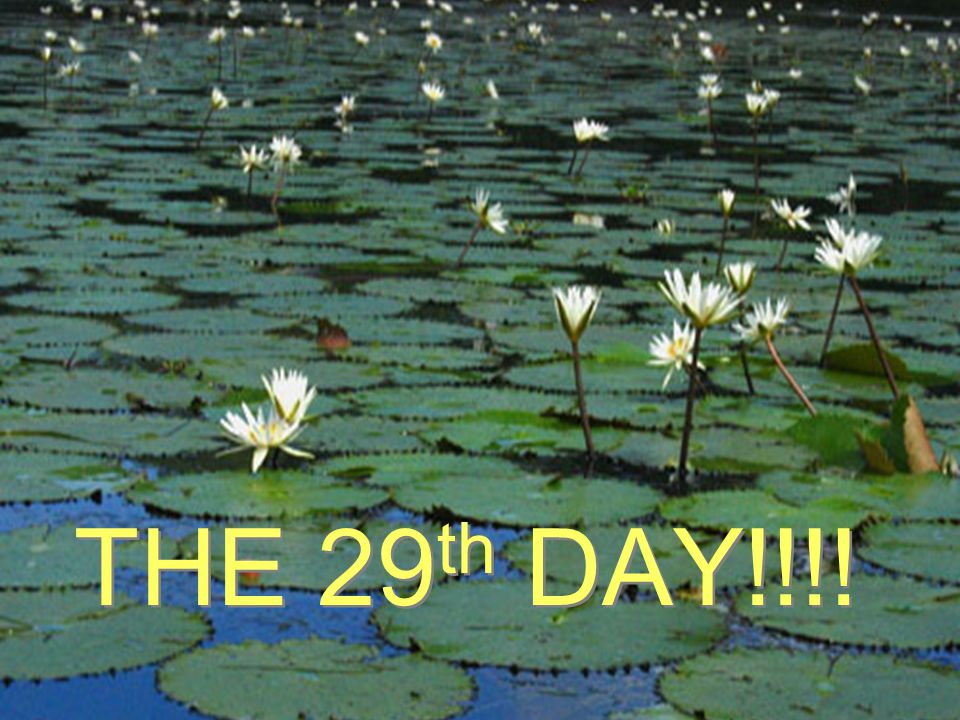 THE 29 th DAY!!!!