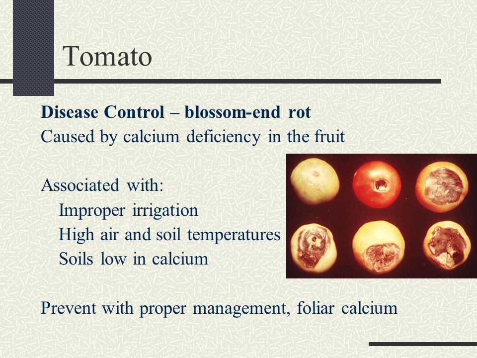 tomato diseases essay Free essay: the columbian exchange is the exchange of plants, animals, food, and diseases between europe and the americas in 1492, when christopher columbus. tomato diseases essay Free essay: the columbian exchange is the exchange of plants, animals, food, and diseases between europe and the americas in 1492, when christopher columbus.