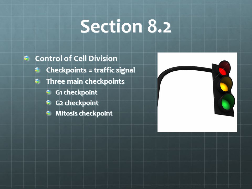 10 2 The Process Of Cell Division Worksheet Answers Photo Al 10 2 The Process Of Cell Division Worksheet Answers Templates