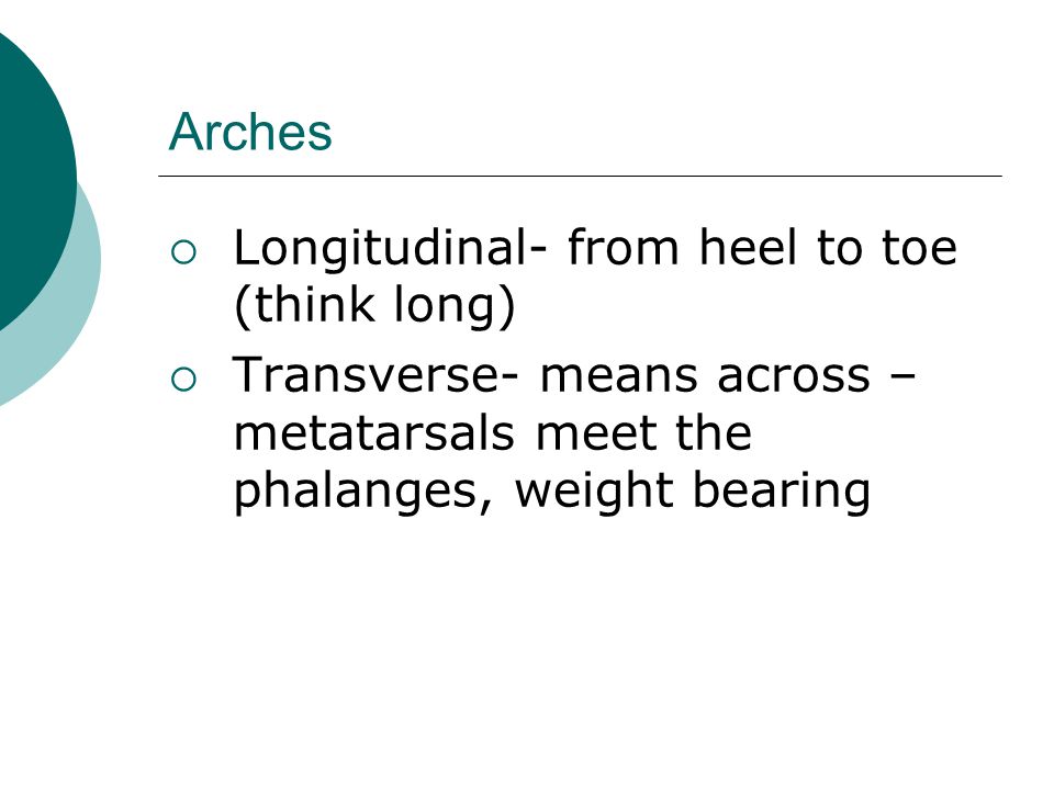 Arches  Longitudinal- from heel to toe (think long)  Transverse- means across – metatarsals meet the phalanges, weight bearing