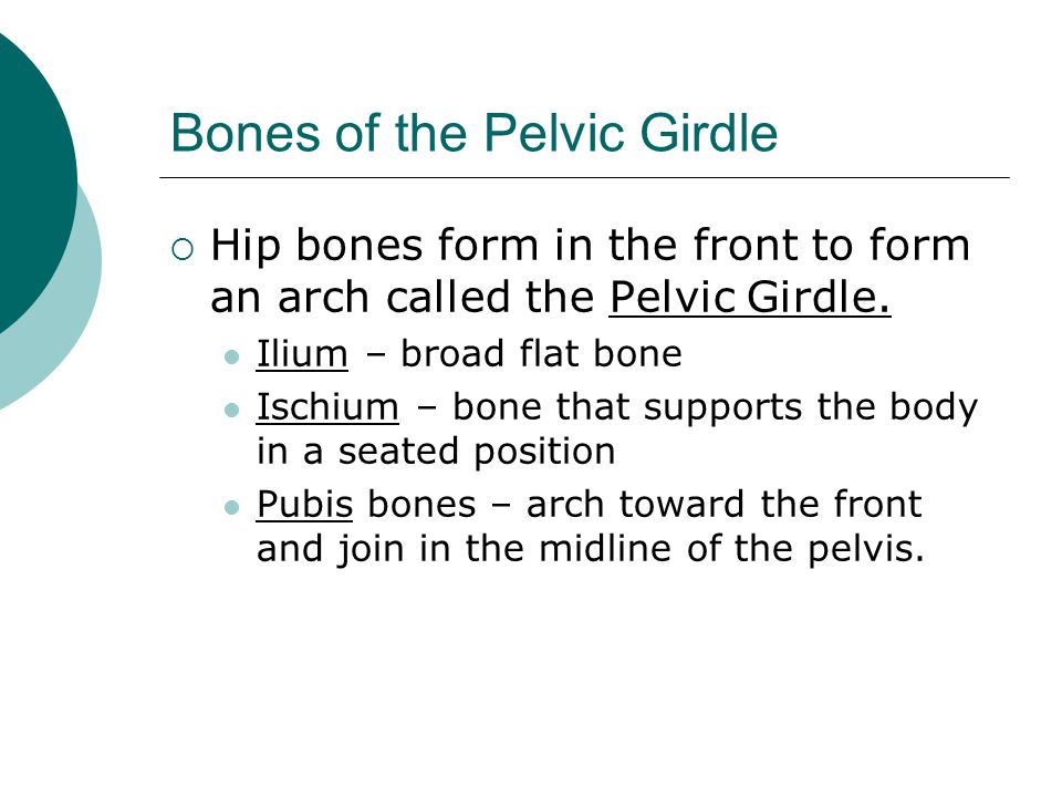 Bones of the Pelvic Girdle  Hip bones form in the front to form an arch called the Pelvic Girdle.