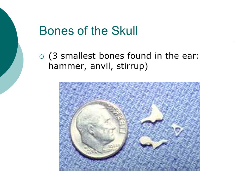 Bones of the Skull  (3 smallest bones found in the ear: hammer, anvil, stirrup)