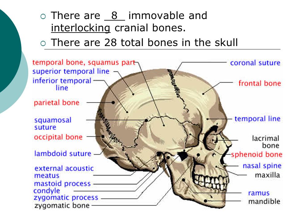  There are 8 immovable and interlocking cranial bones.  There are 28 total bones in the skull