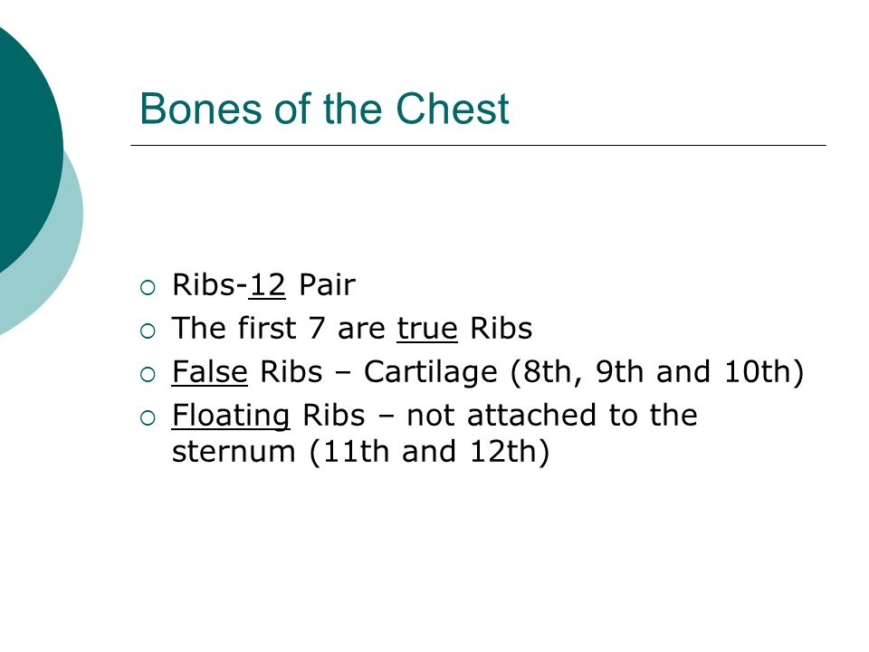 Bones of the Chest  Ribs-12 Pair  The first 7 are true Ribs  False Ribs – Cartilage (8th, 9th and 10th)  Floating Ribs – not attached to the sternum (11th and 12th)