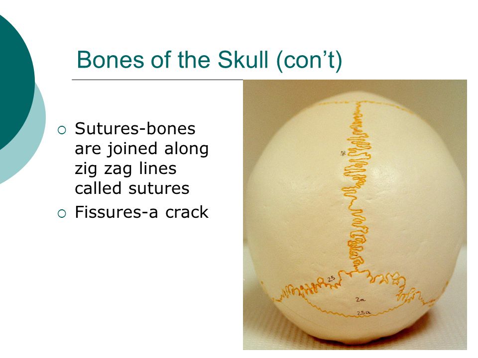 Bones of the Skull (con’t)  Sutures-bones are joined along zig zag lines called sutures  Fissures-a crack