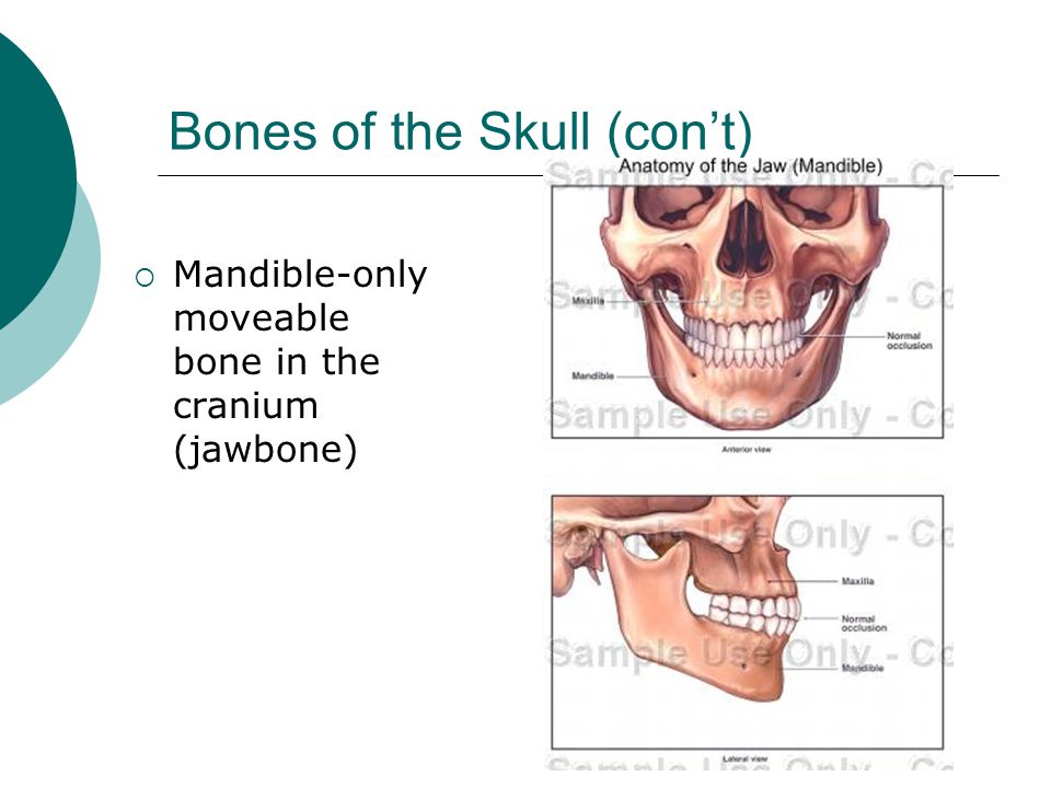 Bones of the Skull (con’t)  Mandible-only moveable bone in the cranium (jawbone)