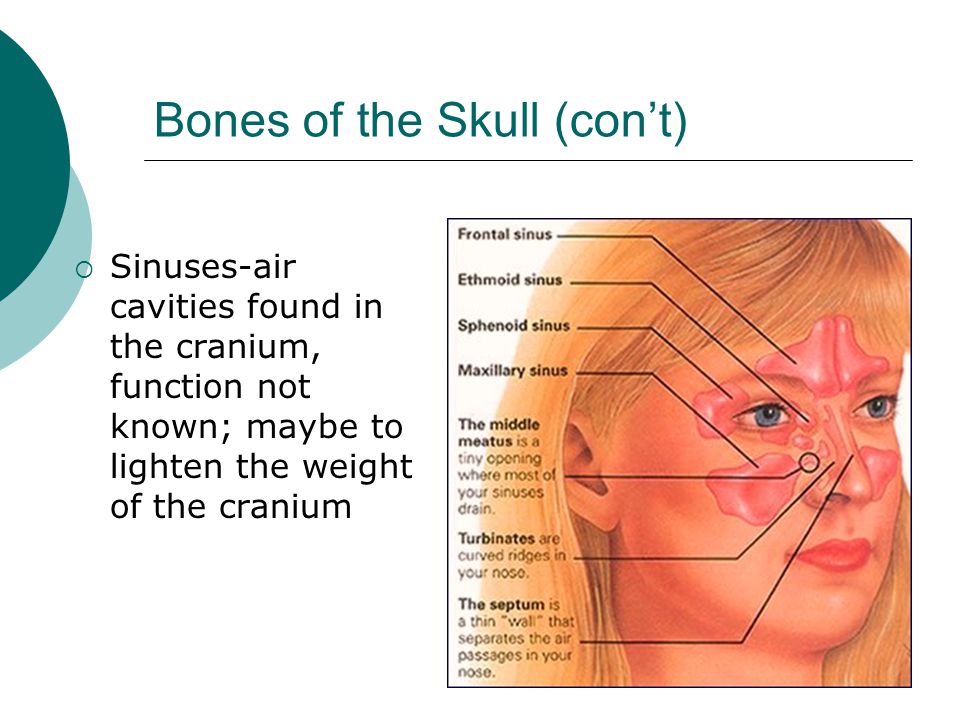 Bones of the Skull (con’t)  Sinuses-air cavities found in the cranium, function not known; maybe to lighten the weight of the cranium