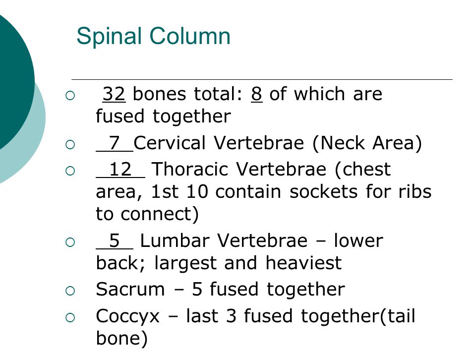 Spinal Column  32 bones total: 8 of which are fused together  7 Cervical Vertebrae (Neck Area)  12 Thoracic Vertebrae (chest area, 1st 10 contain sockets for ribs to connect)  5 Lumbar Vertebrae – lower back; largest and heaviest  Sacrum – 5 fused together  Coccyx – last 3 fused together(tail bone)