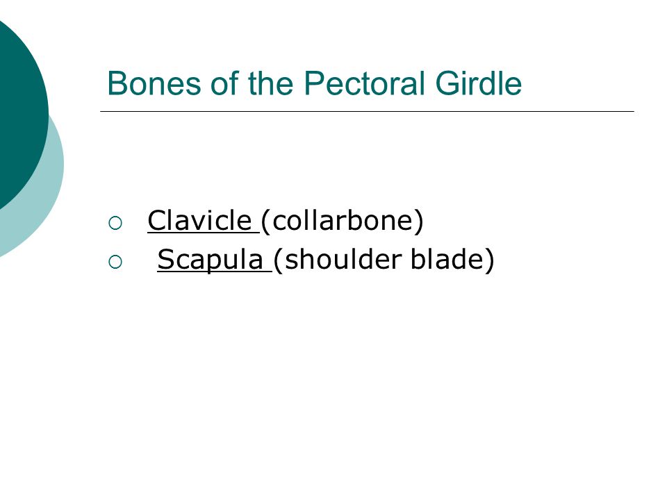 Bones of the Pectoral Girdle  Clavicle (collarbone)  Scapula (shoulder blade)
