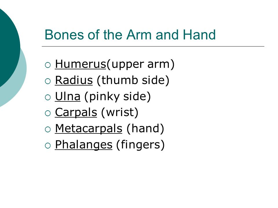 Bones of the Arm and Hand  Humerus(upper arm)  Radius (thumb side)  Ulna (pinky side)  Carpals (wrist)  Metacarpals (hand)  Phalanges (fingers)