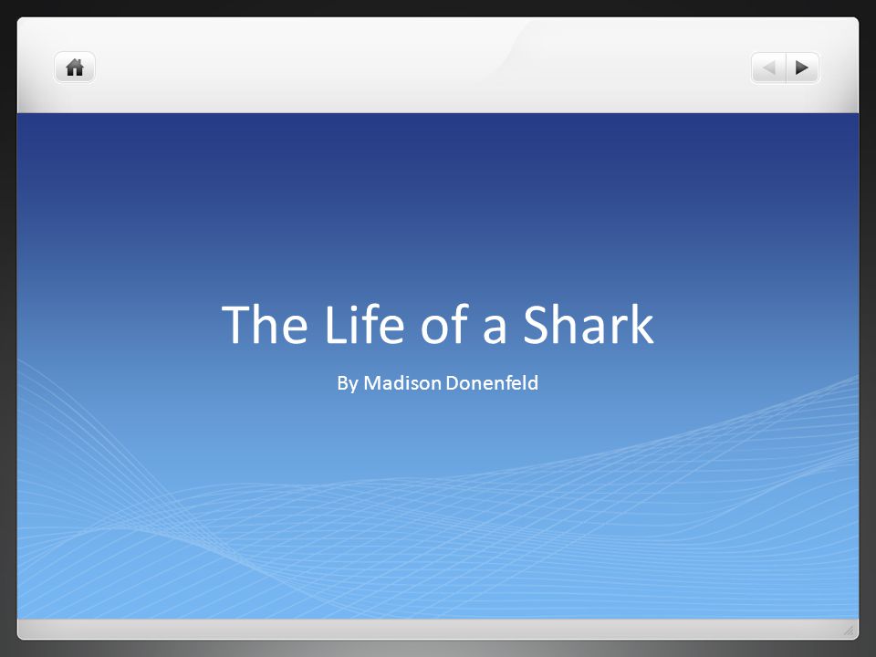 The Life of a Shark By Madison Donenfeld