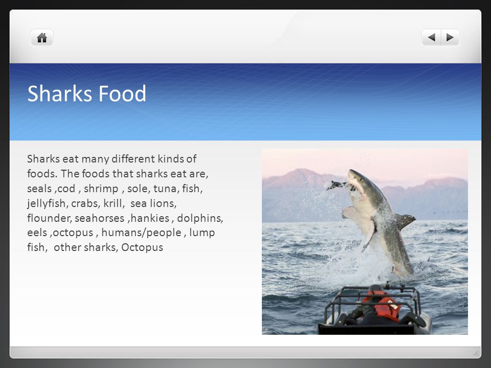 Sharks Food Sharks eat many different kinds of foods.