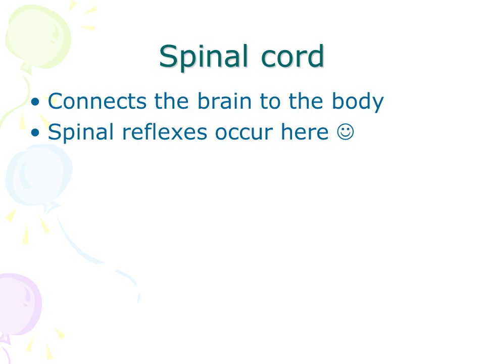 Connects the brain to the body Spinal reflexes occur here