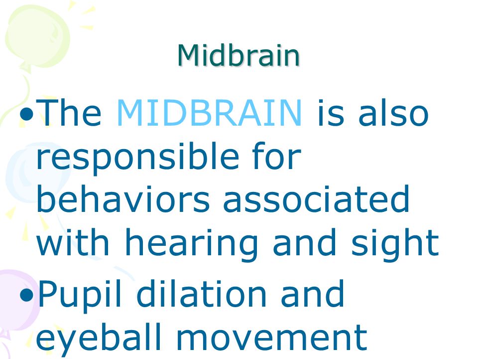 Midbrain The MIDBRAIN is also responsible for behaviors associated with hearing and sight Pupil dilation and eyeball movement