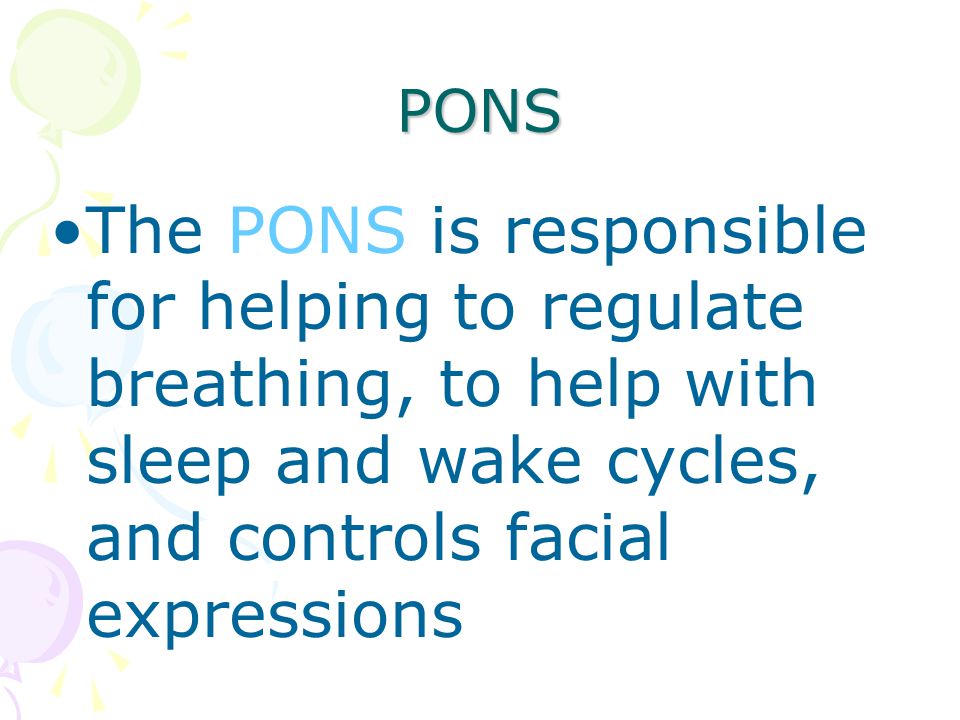 PONS The PONS is responsible for helping to regulate breathing, to help with sleep and wake cycles, and controls facial expressions