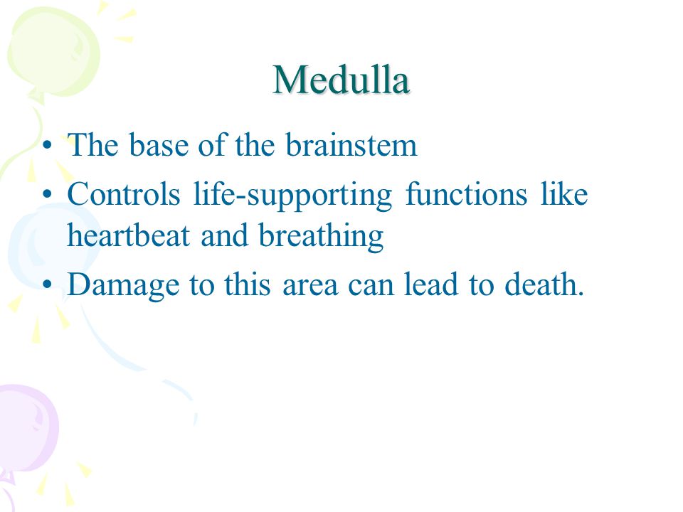 Medulla The base of the brainstem Controls life-supporting functions like heartbeat and breathing Damage to this area can lead to death.