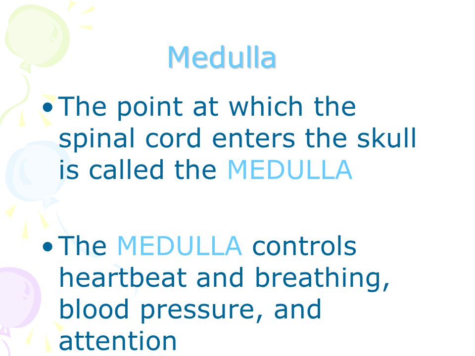 Medulla The point at which the spinal cord enters the skull is called the MEDULLA The MEDULLA controls heartbeat and breathing, blood pressure, and attention