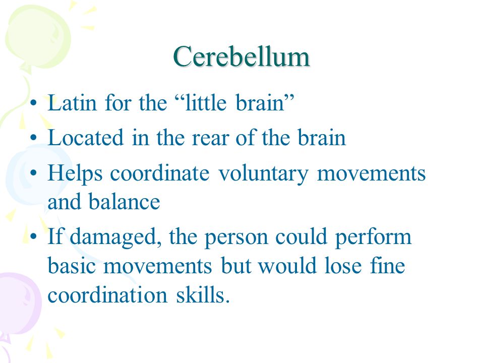 Cerebellum Latin for the little brain Located in the rear of the brain Helps coordinate voluntary movements and balance If damaged, the person could perform basic movements but would lose fine coordination skills.