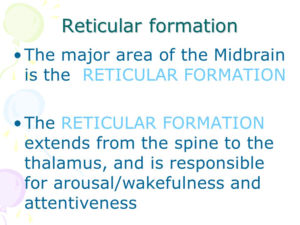 Reticular formation The major area of the Midbrain is the RETICULAR FORMATION The RETICULAR FORMATION extends from the spine to the thalamus, and is responsible for arousal/wakefulness and attentiveness