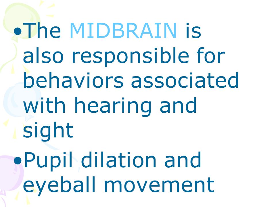 The MIDBRAIN is also responsible for behaviors associated with hearing and sight Pupil dilation and eyeball movement