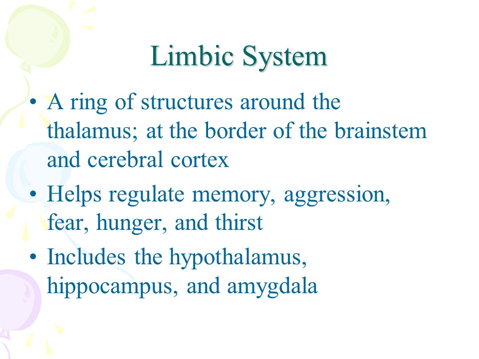 Limbic System A ring of structures around the thalamus; at the border of the brainstem and cerebral cortex Helps regulate memory, aggression, fear, hunger, and thirst Includes the hypothalamus, hippocampus, and amygdala