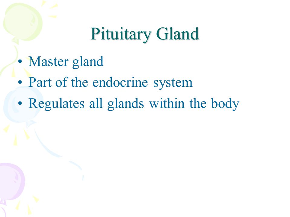 Pituitary Gland Master gland Part of the endocrine system Regulates all glands within the body