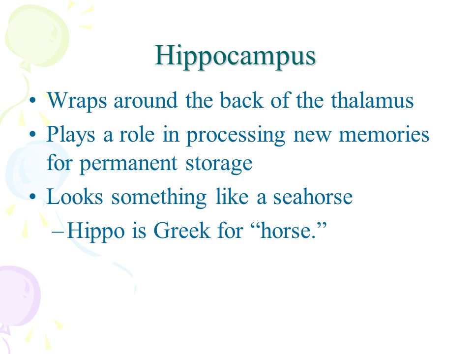 Hippocampus Wraps around the back of the thalamus Plays a role in processing new memories for permanent storage Looks something like a seahorse –Hippo is Greek for horse.