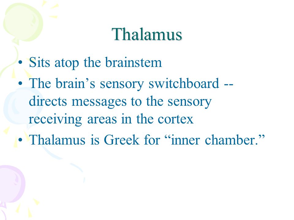Thalamus Sits atop the brainstem The brain’s sensory switchboard -- directs messages to the sensory receiving areas in the cortex Thalamus is Greek for inner chamber.