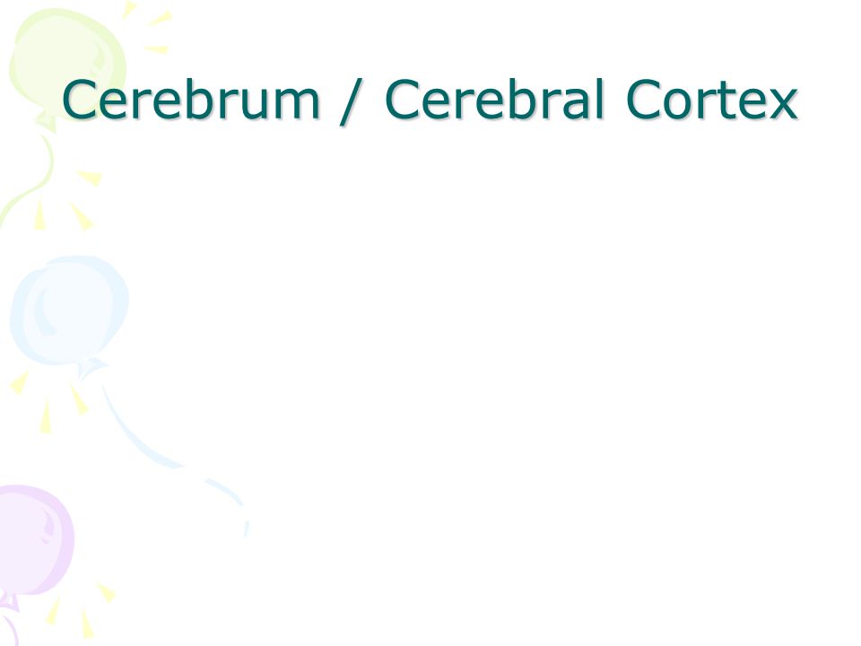 Cerebrum / Cerebral Cortex