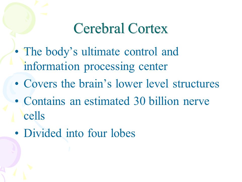 Cerebral Cortex The body’s ultimate control and information processing center Covers the brain’s lower level structures Contains an estimated 30 billion nerve cells Divided into four lobes