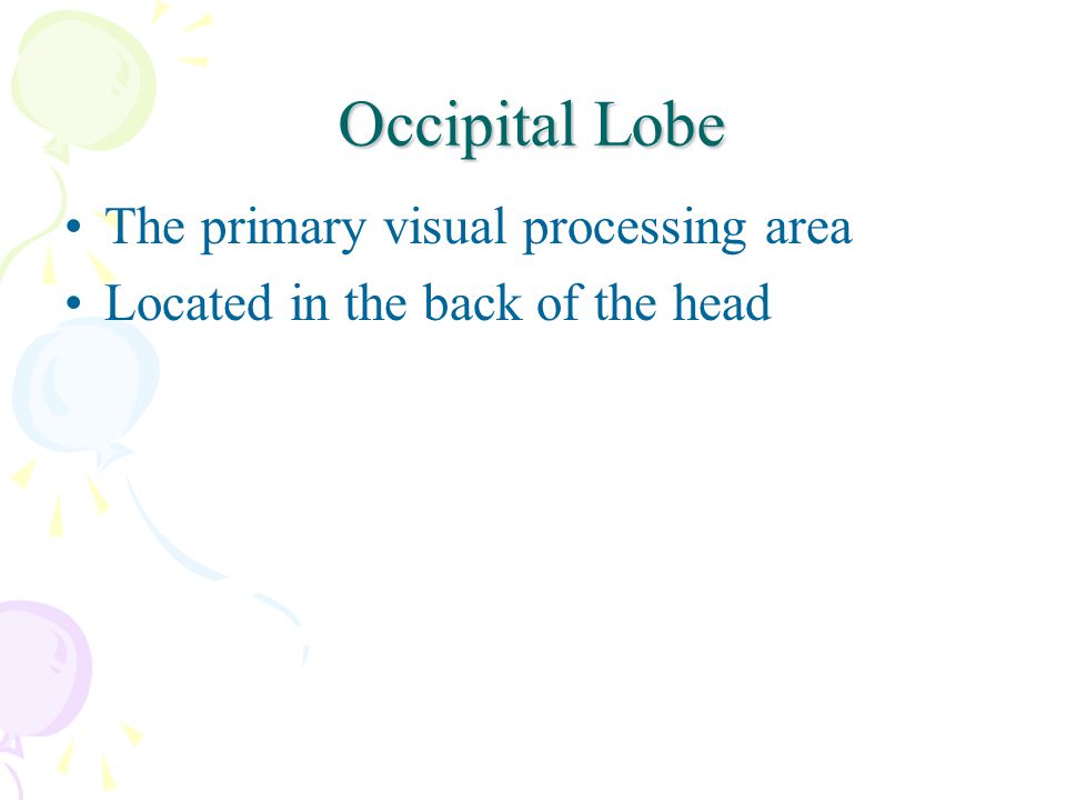 Occipital Lobe The primary visual processing area Located in the back of the head