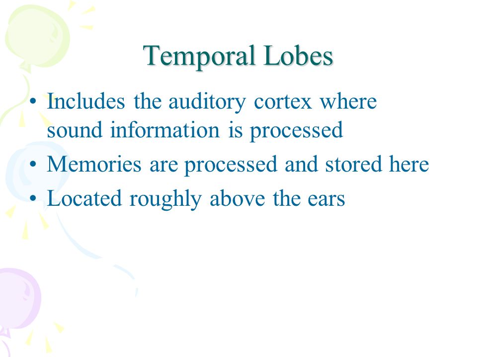 Temporal Lobes Includes the auditory cortex where sound information is processed Memories are processed and stored here Located roughly above the ears