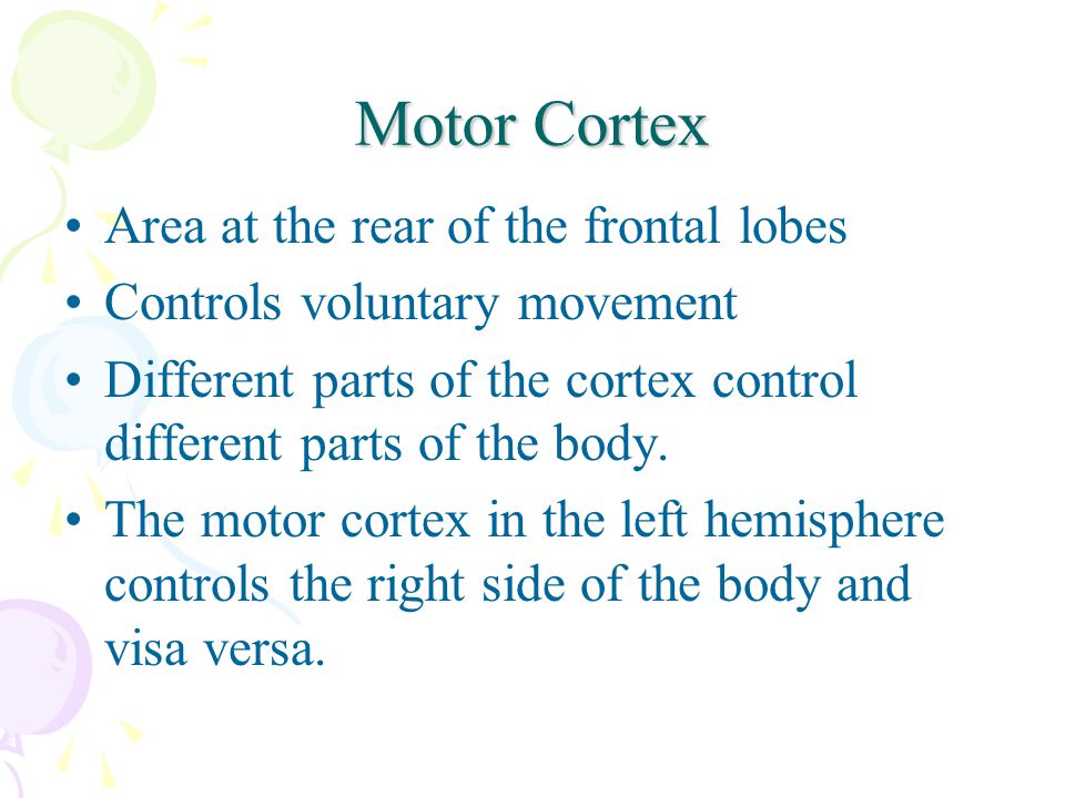 Motor Cortex Area at the rear of the frontal lobes Controls voluntary movement Different parts of the cortex control different parts of the body.