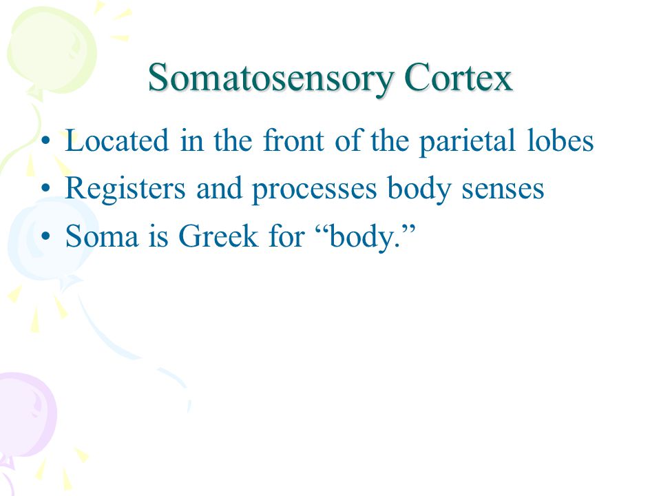 Somatosensory Cortex Located in the front of the parietal lobes Registers and processes body senses Soma is Greek for body.