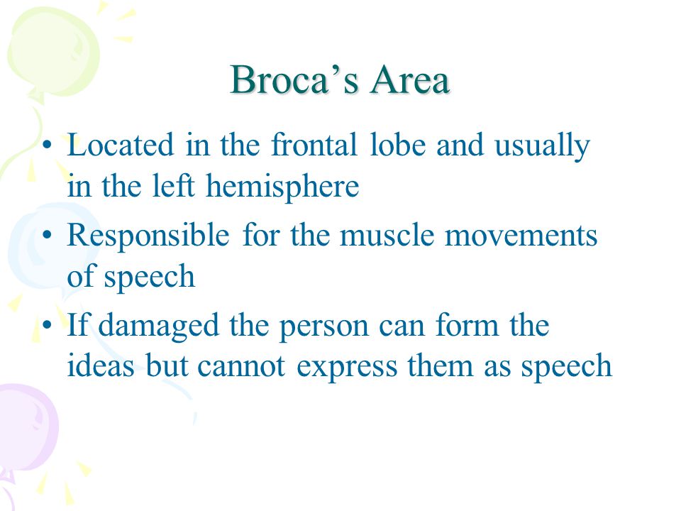 Broca’s Area Located in the frontal lobe and usually in the left hemisphere Responsible for the muscle movements of speech If damaged the person can form the ideas but cannot express them as speech