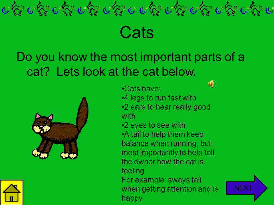 Cats Cats are usually one size unlike dogs, but they are found in many different colors!! NEXT