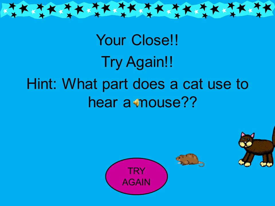 Your Close!! Try Again!! Hint: What part does a cat use to hear a mouse TRY AGAIN
