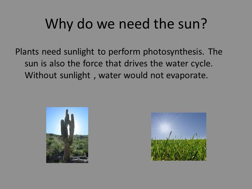 Why do we need the sun. Plants need sunlight to perform photosynthesis.