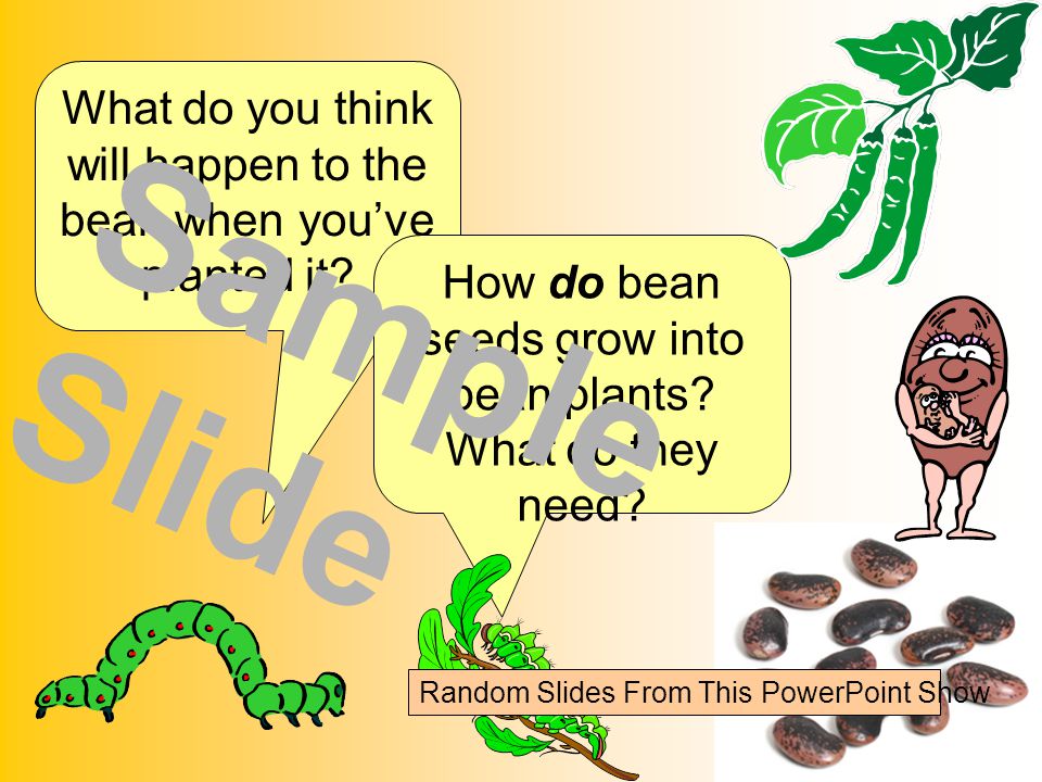 What do you think will happen to the bean when you’ve planted it.