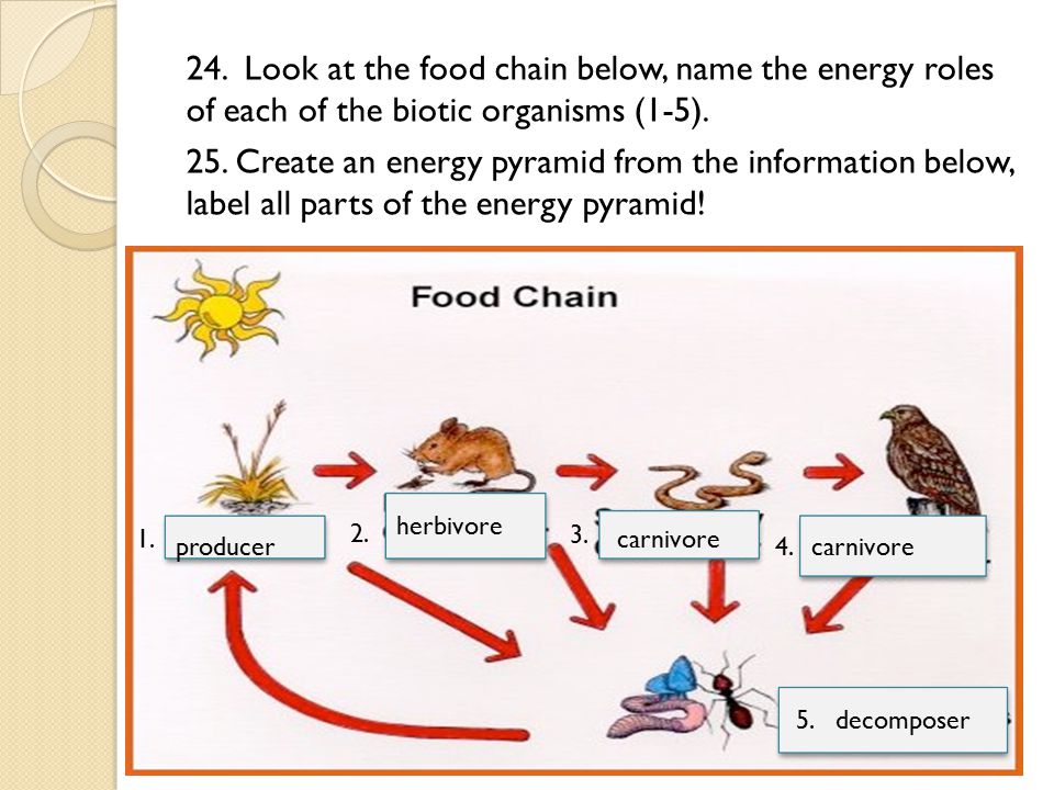 24. Look at the food chain below, name the energy roles of each of the biotic organisms (1-5).