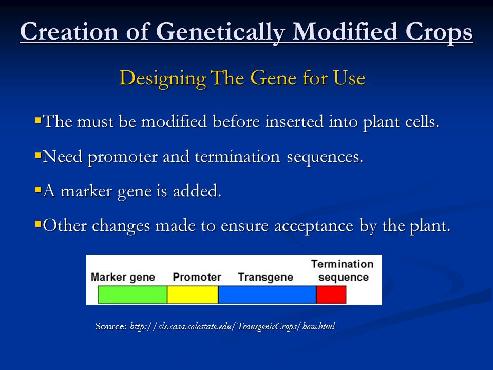 Creation of Genetically Modified Crops Designing The Gene for Use  The must be modified before inserted into plant cells.
