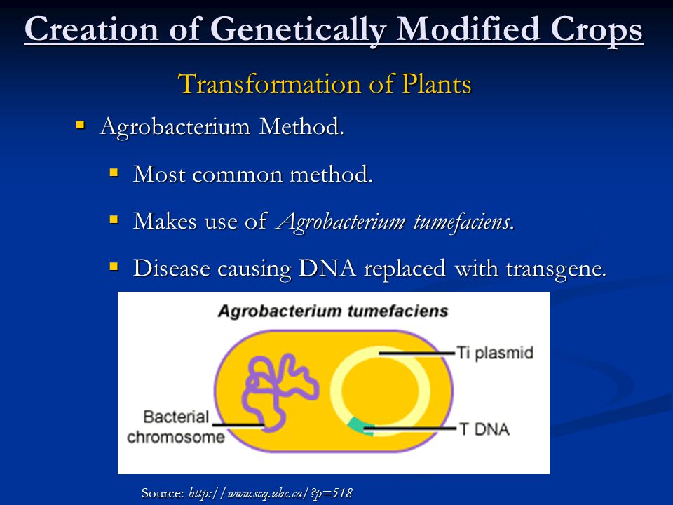 Creation of Genetically Modified Crops Transformation of Plants  Agrobacterium Method.