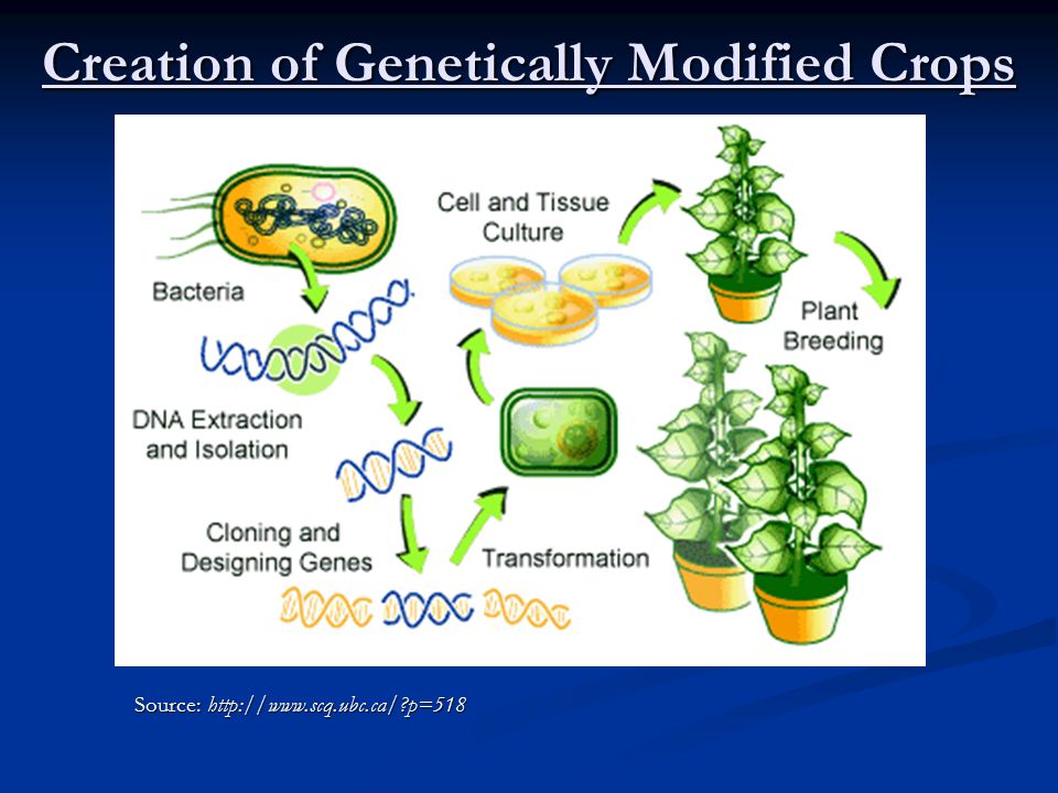 Creation of Genetically Modified Crops Source:   p=518