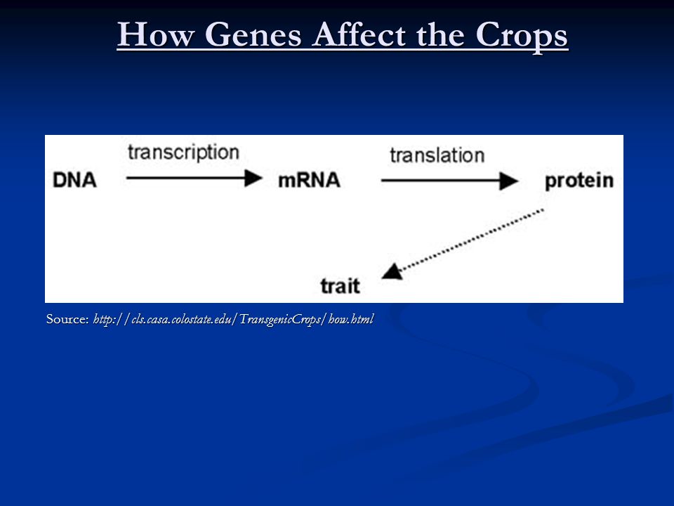 How Genes Affect the Crops Source: